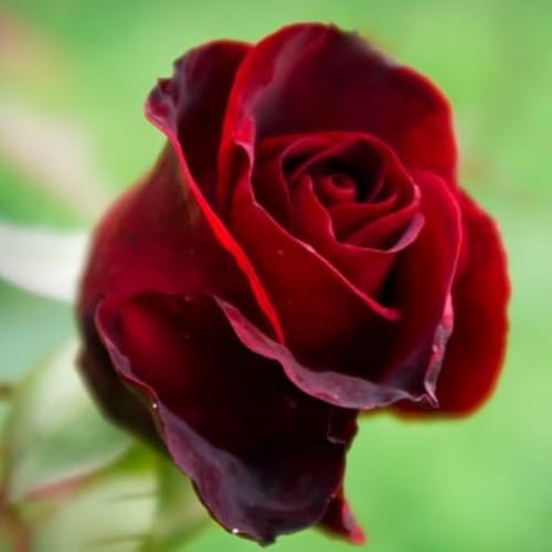 Velvet Red Black Climbing Live Rose Plant, 5-10 Inch Tall - Image 6