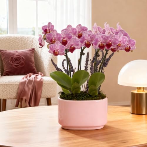 Green Circle Growers 4" Mini Pink Orchid Plant with Lavender Accent in Pink Ceramic Planter – Live Indoor Flower, Easy Care Orchid, Gift Ready - Image 3