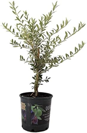 American Plant Exchange Live Arbequina Olive Tree with Fruits, Plant Pot for Home and Garden Decor, 6" Pot by AmericanPlantExchange