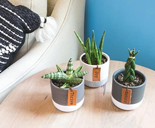 Snake Plant Live House Plants Indoors Live (3 Pack), Succulent Plants Live Houseplants, Gardening Gifts for Plant Lovers, Potting Soil Planters for Indoor Plants, Plant Lover Gifts by Plants for Pets - Image 6