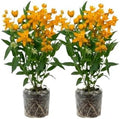 2 Yellow Milkweed Live Plants, Well-Rooted Starter Plant, 4-6 Inch Tall by Unknown