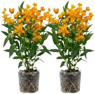 2 Yellow Milkweed Live Plants, Well-Rooted Starter Plant, 4-6 Inch Tall by Unknown