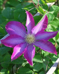 Perennial Farm Clematis 'Pink Champagne' Hybrid – Live Flowering Vine in 4 Quart Container, Large Rose-Pink Blooms with Contrasting Centers, Long Blooming, Ideal for Trellises, Arbors & Containers by PerennialFarmMarketplace