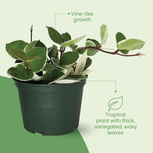 American Plant Exchange Hoya Assorted Plants – 4-Inch Pots, Pack of 3 – Live Flowering Wax Vines, Easy Care Indoor Plants with Colorful Blooms for Home, Garden, or Patio Decor - Image 5