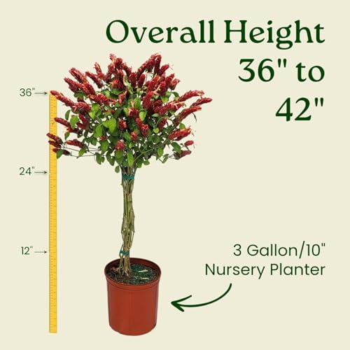 Braided Shrimp Tree - Red Flowers - Overall Height 36" to 42" - Tropical Plants of Florida (Plant Only) - Image 3