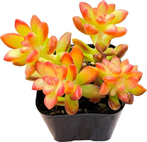 Sprout N Green Sedum adolphii 'Shooting Stars', Live Succulent in 2" Pot by SproutNGreen