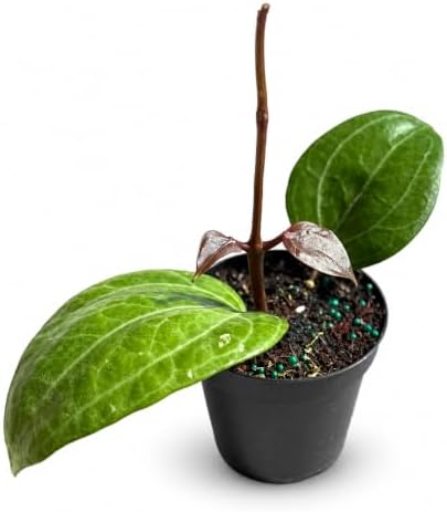 Hoya Latifolia Sarawak Live Plant | Hoya Cuttings Starter Plants by NYCitySucculents
