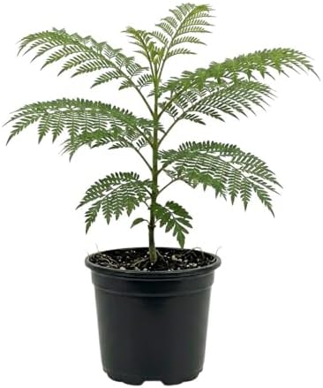 Jacaranda Tree Live Plant, 4-6 Inches Tall, - Image 5