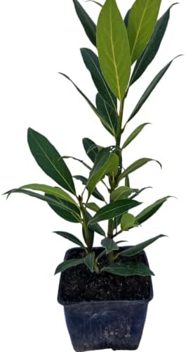 Daisy Ship Bay Laurel Culinary Herb - 1 x 4 inch Cups by DaisyShip