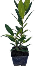 Daisy Ship Bay Laurel Culinary Herb - 1 x 4 inch Cups by DaisyShip