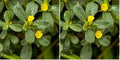 Outsidepride Green Purslane Seeds for Planting - 5,000 Pcs Annual, Easy to Grow, Vitamin-Rich & Drought Tolerant Succulent Seeds for Culinary, Xeriscaping, Containers & Hanging Baskets (Pack of 2) by Outsidepride