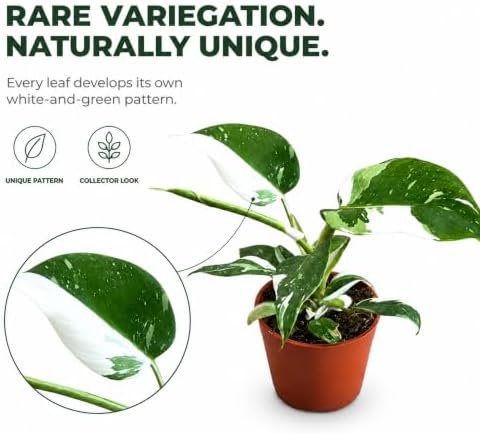 Philodendron White Princess Live Plant - Rare Variegated Indoor Houseplant - Image 3