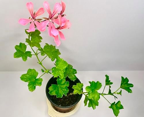 Set of 2 Live Ivy Geranium -Pelargonium Peltatum, Climbing Ivy Leaves with Pink Flowers, 2 Fully Rooted Plants 6-12" Long, Options of Single-Layer or Multi-Layer Petals - Image 6