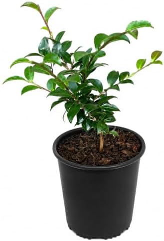 October Magic Ruby Camellia Shrub - 10-18" Tall Live Plant - Gallon Pot - Image 2