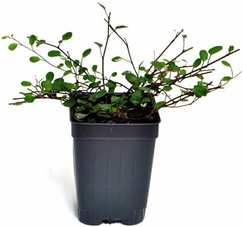 Muehlenbeckia complexa, Fairy Vine, houseplant, Cnt Sz: 3" by WinterGreenhouse