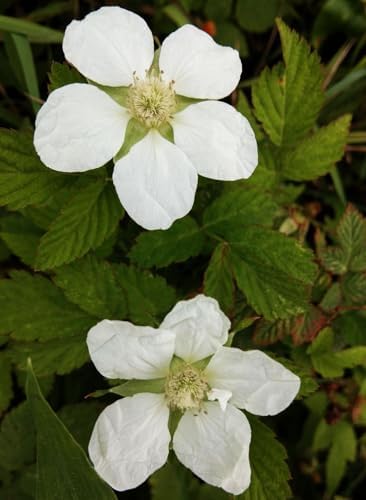200 pcs Red Raspberry Seeds Red Raspberry Sweet Fruit Vigorous Cold-Hardy - Image 5