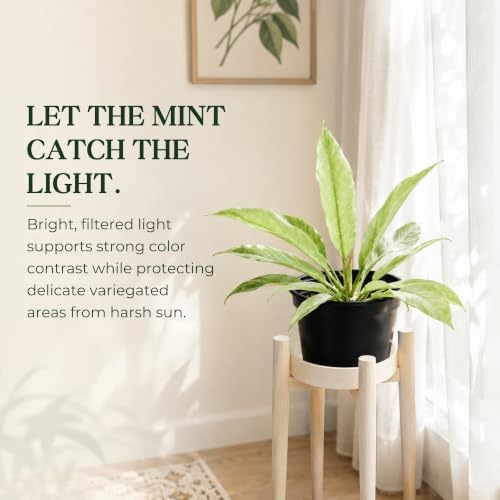 Philodendron Ring of Fire Mint Live Plant, 4 Inch Rare Variegated - Image 5