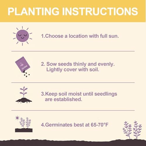 30000+ Purple Creeping Thyme Seeds, Thymus praecox Cover for Lawns & Garden - Image 7