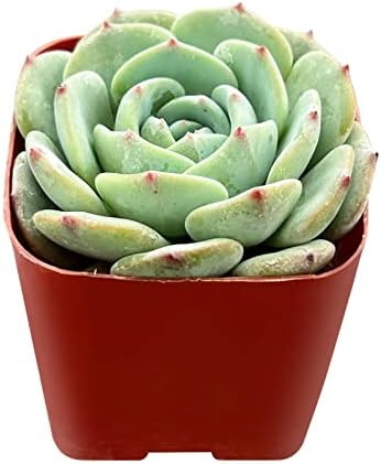 Sprout N Green Echeveria 'Mont Blanc' Live Mini Succulent Plant - Image 2
