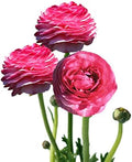 Ranunculus Pink 10 Flower Bulbs - Spring Blooms, Tecolote Buttercups by EasytoGrow
