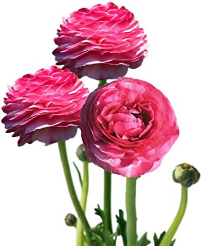 Ranunculus Pink 10 Flower Bulbs - Spring Blooms, Tecolote Buttercups by EasytoGrow
