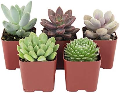 Shop Succulents Rosette Succulent Plant Pack Collection - Live Mini Succulent Plants, Low Maintenance, Floral Shaped Mix of Colors & Textures - Wedding and Party Favors, Gift & Garden, Pack of 5 by ShopSucculents