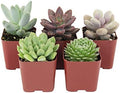 Shop Succulents Rosette Succulent Plant Pack Collection - Live Mini Succulent Plants, Low Maintenance, Floral Shaped Mix of Colors & Textures - Wedding and Party Favors, Gift & Garden, Pack of 5 by ShopSucculents
