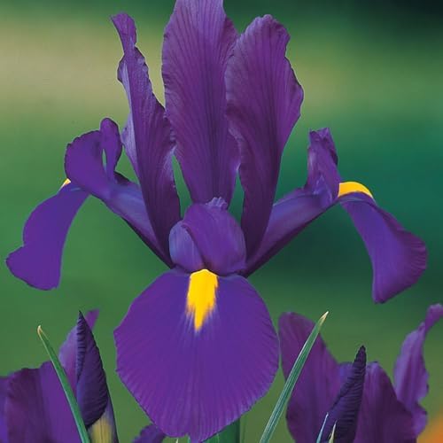 Dutch Iris ‘Valentine’ – Top-Size Bulbs for Fall Planting | Rich Indigo-Purple Blooms, Hardy Spring Flower Bulbs Ideal for Borders, Beds, and Cut Arrangements | Easy-to-Grow Dutch Variety - Image 5
