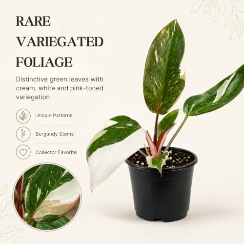 Philodendron Red Anderson Live Plant, 4 Inch Rare Variegated Houseplant - Image 3