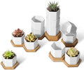 T4U Small Succulent Pots 12 Pack, Mini Flower Planters with Drainage White by T4U