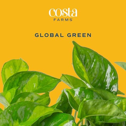 Costa Farms Global Green Golden Pothos, Live Indoor Plant, Trailing Vine - Image 3