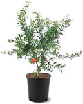 Russian Pomegranate, 5 Gallon Live Nursery Pot, Delicious Red Fruit| Arbor Day Foundation (Due to Agricultural Laws, Unavailable to CA, AZ, TX) by ArborDayFoundation