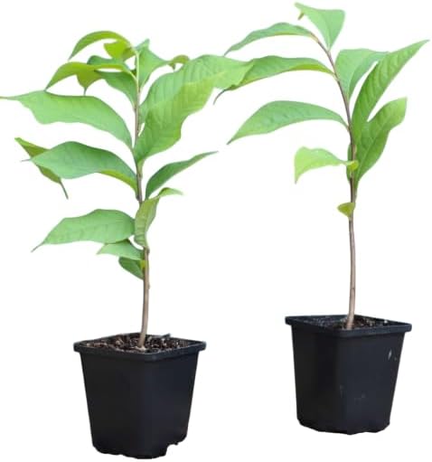 American Paw Paw Tree Live Plant Asimina Triloba Plant Sweet Pawpaw Hardy Banana Tree Ornamental Fruit, 6-14 Inc Tall Qt Pot, 1 Year Old Plant - Image 4