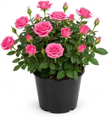Miniature Roses Live Plants Mini Roses Bush Fragrant Flowers Shrub 4 Inch Pot (Pink Rose Flowers) by MocNursery