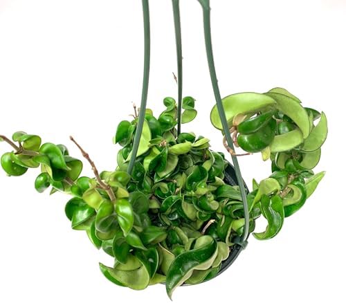 6" Hoya Compacta aka Hoya Hindu Rope in Hanging Pot Live Hoya Plant Air-Purifying Plant(Hoya Compacta, 6" Hanging Pot with Multiple Plants, Very Short Right Now) - Image 4
