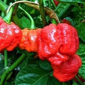 SVI 25 Trinidad Scorpion Moruga Pepper Seeds (Capsicum Chinense) - Moruga Scorpion Seed Packets, Superhot Pepper, Non GMO Heirloom Seed - Vegetable Seeds for Outdoor Vegetable Garden, Containers by SVI