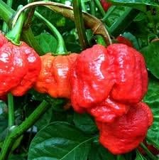 SVI 25 Trinidad Scorpion Moruga Pepper Seeds (Capsicum Chinense) - Moruga Scorpion Seed Packets, Superhot Pepper, Non GMO Heirloom Seed - Vegetable Seeds for Outdoor Vegetable Garden, Containers by SVI