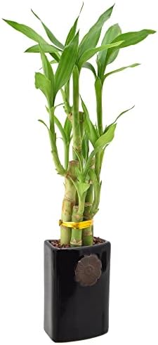 Arcadia Garden Products 5-Stem Lucky Bamboo, Live Indoor Plant in Contour II Ceramic Planter for Home, Work, or Gift, Black ***Cannot Ship to Hawaii*** - Image 2