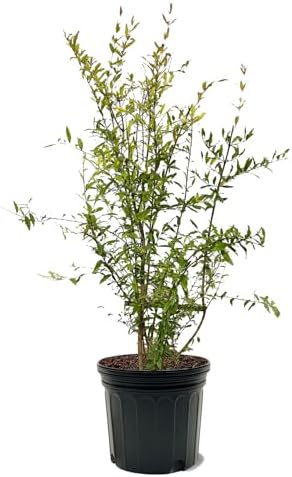 Parfianka Pomegranate Tree, Fruit Bearing, Hardy, 7 gal Nursery Pot, 3-4 ft Tree Height (Due to Agricultural Laws, we Cannot Ship to CA, AZ, AK, or HI) by Unknown