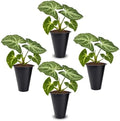 Syngonium Batik Plant (4 Pack) Live Starter Plants, Variegated Arrowhead Vine Houseplants, Easy Care Indoor Tropical Plants Live, Decorative Foliage Plants by FamPlants