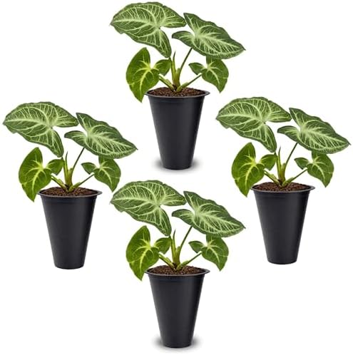 Syngonium Batik Plant (4 Pack) Live Starter Plants, Variegated Arrowhead Vine Houseplants, Easy Care Indoor Tropical Plants Live, Decorative Foliage Plants by FamPlants
