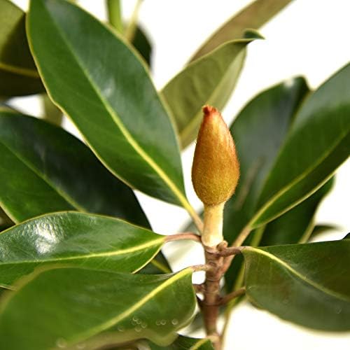 Perfect Plants Little Gem Magnolia Tree, 4-5 ft, Live Plant - Image 2