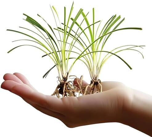 Variegated Liriope | 30 Live Bare Root Pips | Liriope Muscari Variegata | Ornamental Grass Plants | Low Maintenance Ground Cover for Landscaping by FloridaFoliage