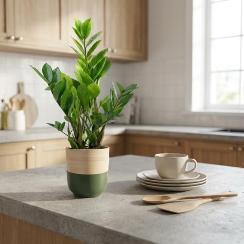 Live ZZ Plant in Spencer Bamboo Planter by Green Circle Growers – Low Light Indoor Houseplant for Home & Office Décor, 5-Inch Potted Plant - Image 3
