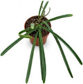 Hoya Insularis Live Plant | Hoya Cuttings Starter Plants | by NYCitySucculents