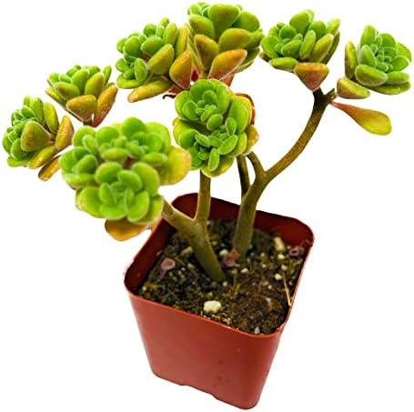 Live Succulent Cactus Plants (2" Pot Aeonium Irish Bouquet) - Image 4