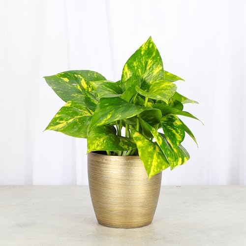 Live Golden Pothos, Indoor Vining Plant, Easy to Grow, 4" Pot - Image 2