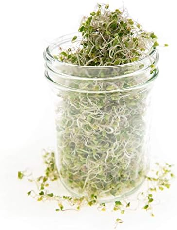 Broccoli Trio Sprouting & Microgreen Mix | Contains 3 Heirloom, Non GMO Broccoli Sprouting Seed Varieties for Sprouts & Microgreens | 1 LB Resealable Bag | Rainbow Heirloom Seed Co. - Image 4