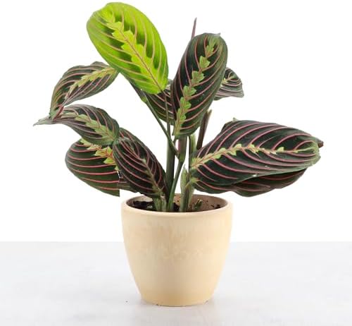 Live Red Prayer Plant, Pet Friendly, Easy to Grow, 4" Diameter Pot - Image 2