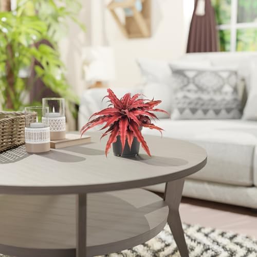 Cryptanthus Super Red Earth Star Live Indoor Plant in 4 in. Plastic Grower Pot **8*Cannot Ship to California and Hawaii** - Image 4